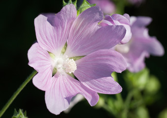 a beautiful lavatera flowers ( growing wild mallow)