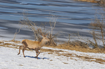 deer in winter
