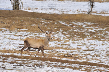 deer in winter