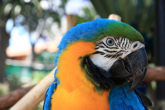 Macaw Headshot