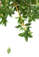 Obraz premium Thyme