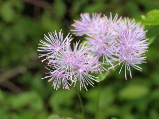 Akeleiblättrige Wiesenraute / Thalictrum aquilegifolium