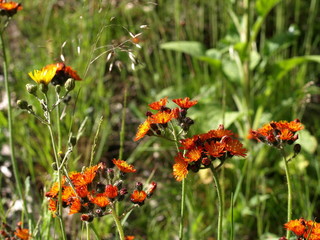 Orangerotes Habichtskraut / Hieracium aurantiacum