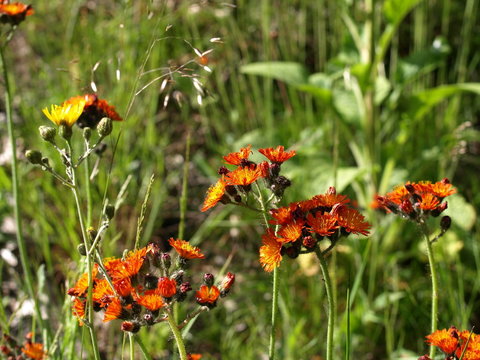Orangerotes Habichtskraut / Hieracium aurantiacum