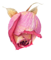Dried rose head