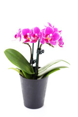 Fototapeta na wymiar pink orchid