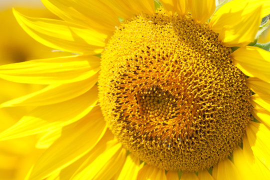 Beautiful sunflower closeup