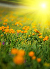 Fototapeta premium Meadow