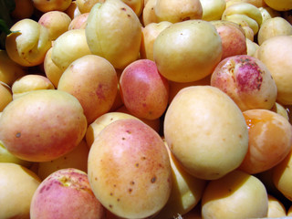 Apricot