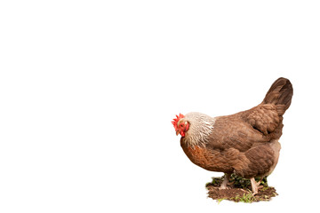 Chicken, isolated