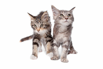 two grey main coon kittens