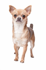 short haired chihuahua