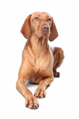 Hungarian Vizsla