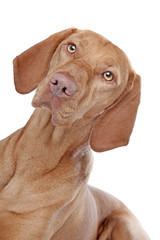 Hungarian Vizsla