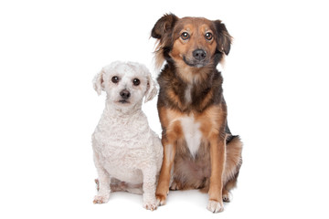 two dogs isolated on a white background