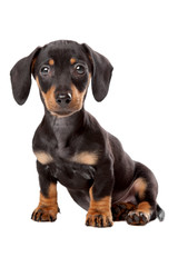 Obraz premium Dachshund, Teckel puppy