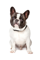 Fototapeta premium Cute French Bulldog
