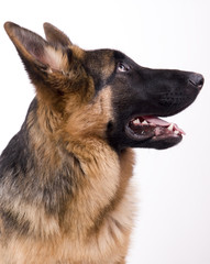 profil d'un jeune berger allemand