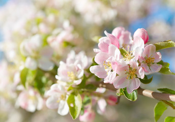 Fototapeta na wymiar Spring blossoms