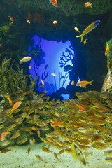 Fototapeta na wymiar Fish Near Blue Lit Hole