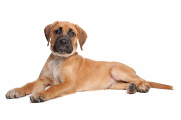 mixed breed puppy. mix from a boxer and a labrador