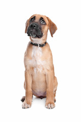 Obraz premium mixed breed puppy. mix from a boxer and a labrador