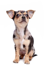 Fototapeta premium blue merle chihuahua