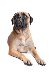 Obraz premium Bullmastiff