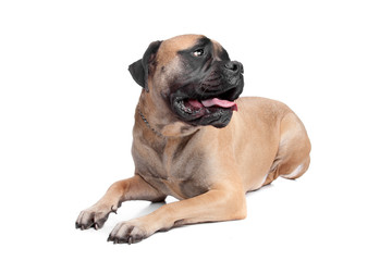 Obraz premium Bullmastiff