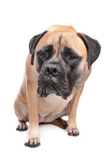 Bullmastiff