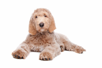 Labradoodle puppy