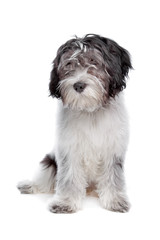 Schapendoes , Dutch Sheepdog