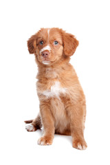 Nova Scotia Duck Tolling Retriever puppy