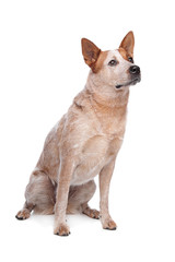 Australian Cattle Dog (red coat)
