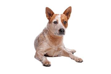 Australian Cattle Dog (red coat)