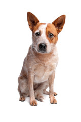 Australian Cattle Dog (red coat)