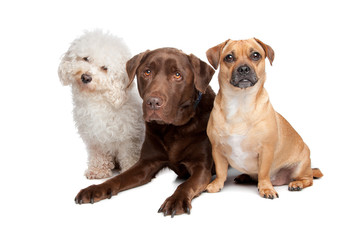 Obraz premium maltese, chocolate labrador and a mixed breed