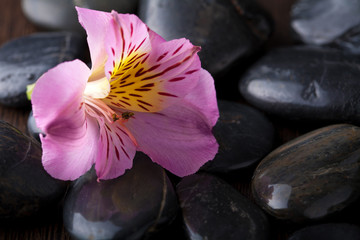 Obraz na płótnie Canvas black massage stones and flower