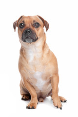 mixed breed dog, Jack Russel Terrier, pug
