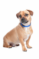 mixed breed dog, Jack Russel Terrier, pug