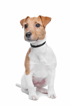 Jack Russel Terrier Isolated On A White Background