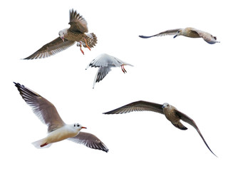 Vol de goélands © lamax