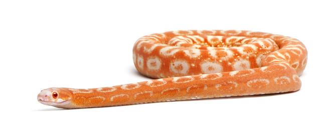 Scaleless Corn Snake, Pantherophis Guttatus