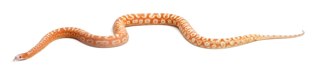 Scaleless Corn Snake, Pantherophis Guttatus © Eric Isselée