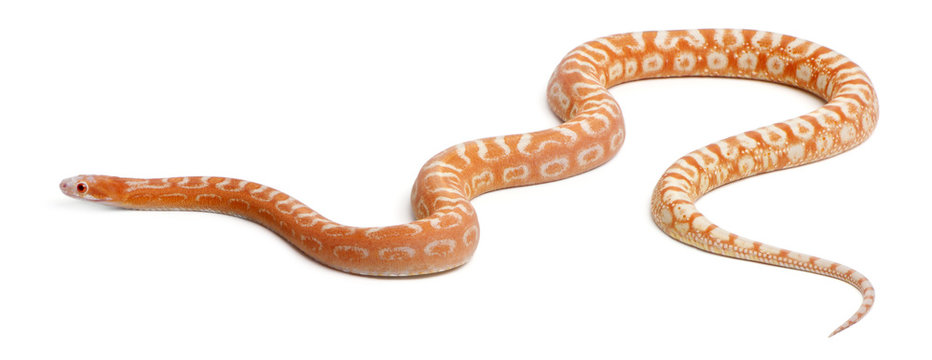 Scaleless Corn Snake, Pantherophis Guttatus