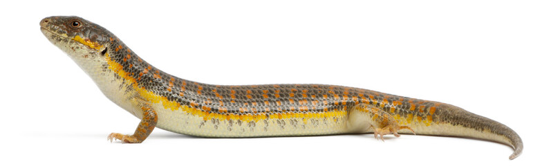 Round Island skink or Telfair's skink, Leiolopisma telfairii