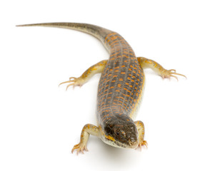 Round Island skink or Telfair's skink, Leiolopisma telfairii