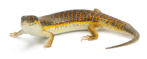 Round Island skink or Telfair's skink, Leiolopisma telfairii