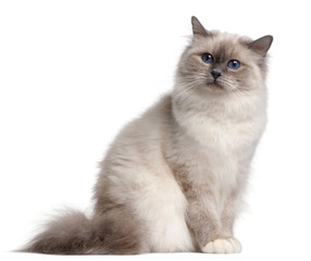 Birman cat, 9 months old, in front of white background
