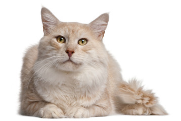 Maine Coon cat, 4 years old, in front of white background